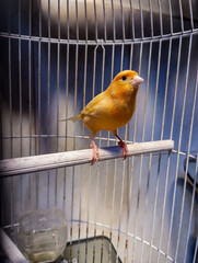 Harz roller birds (domestic canaries) in the cage