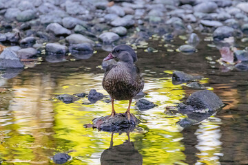 A young female mallard swimming in a river. Animal themes. Copy space.