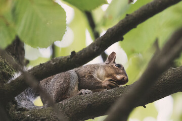 Low angle view of a squirrel on a tree eating. Perspective. Copy space.