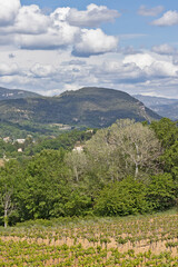 Fototapeta na wymiar paysage de campagne avec vignes en Provence, Vaucluse, France