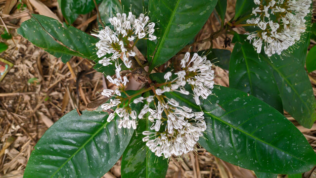 Pavetta plants are a genus of flowering plants in the Rubiaceae family