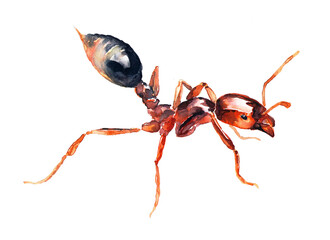 Watercolor image of a red ant on a white background. - 604323838