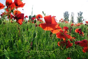 Poppy field in the middle of a field of green wheat