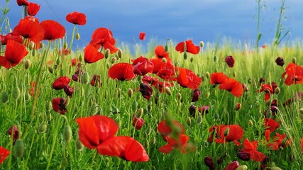 Obraz premium Poppy field in the middle of a field of green wheat