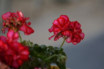 Flowers from a balcony in Cairo, Egypt