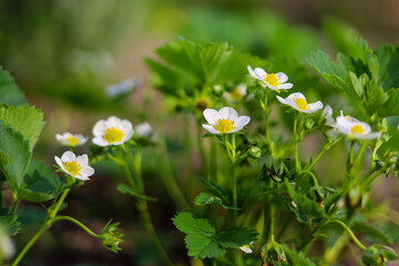Wei&szlig;e bl&uuml;ten an einer Erdbeerpflanze