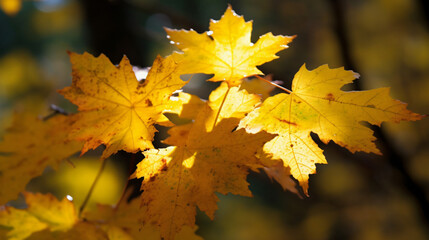 Fototapeta na wymiar Yellow Maple Leaves