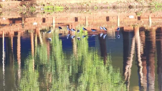 water bird, beautiful birds on a beautiful, peaceful lake on a cool autumn morning, natural light, 4k, selective focus.
