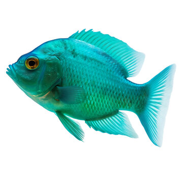 side view of Cyan fish isolated on a transparent background, Generative ai