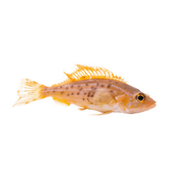 side view of Gurnard fish isolated on a transparent background, Generative ai