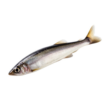 side view of Herring fish isolated on a transparent background, Generative ai