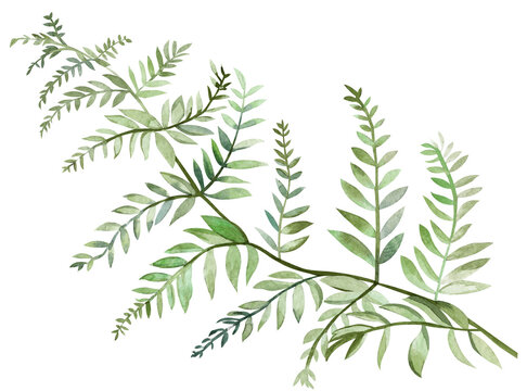 Fern leaf painted in watercolor isolated on white background watercolor for textile and design