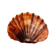 side view of Scallops fish isolated on a transparent background, Generative ai