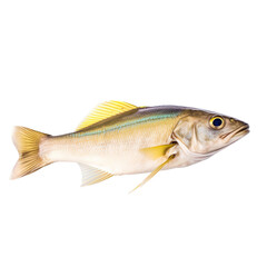 Fototapeta premium side view of Tilefish fish isolated on a transparent background, Generative ai