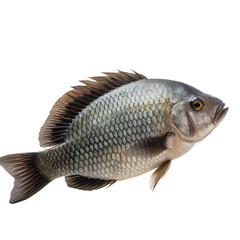 Fototapeta premium side view of Tilapia fish isolated on a transparent background, Generative ai