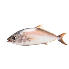 Fototapeta premium side view of Amberjack fish on transparent background, Generative ai 