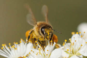 Biene auf Gänseblümchen 