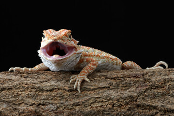 Bearded dragon with black background in the studio