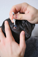 Obraz premium Treating french bulldog's eye disease with ointment medicine 