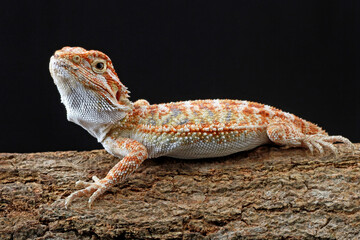 Bearded dragon with black background in the studio