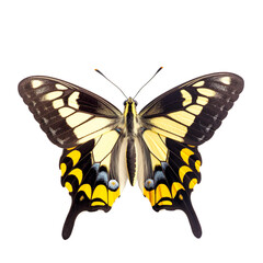 Citrus Swallowtail insect isolated on transparent background, Generative ai  