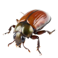 June Beetle insect isolated on transparent background, Generative ai  
