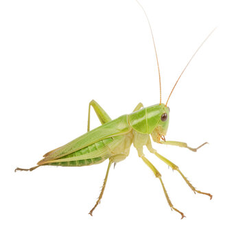 Katydid insect isolated on transparent background, Generative ai  