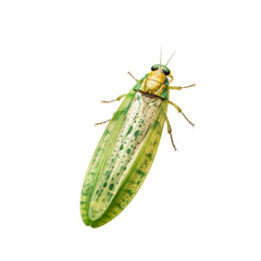 Leaf Miner insect isolated on transparent background, Generative ai  