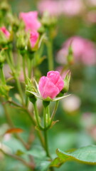 Fototapeta premium The flowers are starting to bloom