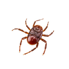 Tick insect isolated on transparent background, Generative ai  