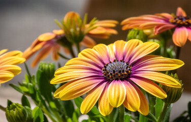 Osteospermum, spanish daisy, yellow, orange, pink