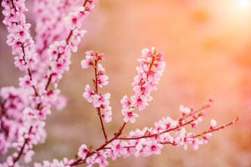 A peach blooms in the spring garden. Beautiful bright pale pink background. A flowering tree branch in selective focus. A dreamy romantic image of spring. Atmospheric natural background