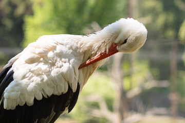 stork close-up, bird cleans feathers in the wild