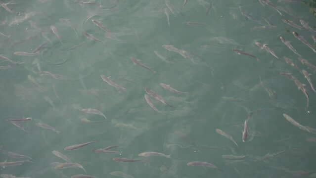 Flock of mullet fish on the surface of the water swallow the air. 4K. HLG BT.2020.