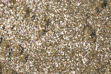 seashells on sea sand background texture