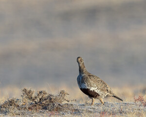 A Greater Sage Grouse hen on Wyoming's prairie