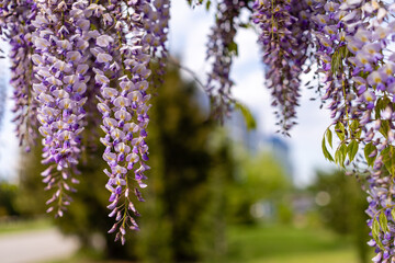 Blooming Wisteria Sinensis with classic purple flowers in full bloom in hanging racemes against a green background. Garden with wisteria in spring.