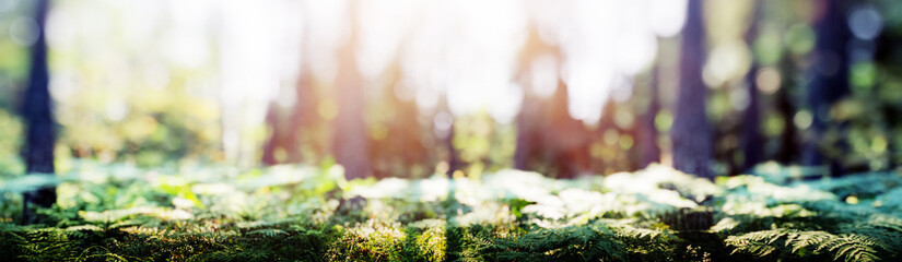 Summer forest panorama
