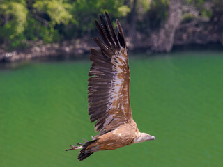 Buitre leonado ibérico