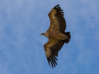 Buitre leonado ibérico