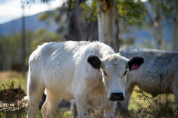 Stud cattle on nature grasses on a farm in Australia. Speckle park Cows in a field grazing on...