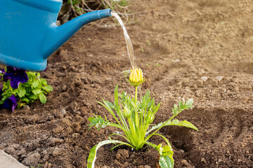 hobby gardening. a man waters a beautiful plant from a blue watering can on the street, in the garden. copy space. earthy background