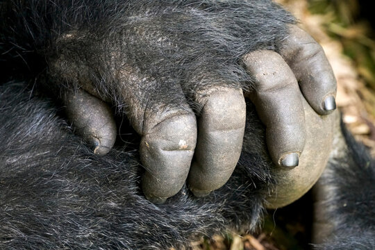 Mountain gorilla, Gorilla beringei beringei, hand in Volcanoes National Park, Rwanda