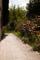 View of flowers trees and plants in green grass in the garden in sunlight
