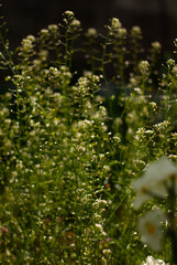 View of white flowers in the green grass in the garden in morning sunlight
