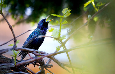 Common starling singing on a grape branch on a beautiful blurry background
