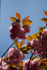 View of branch with pink flowers of sakura on the background of blue tree in sunlight
