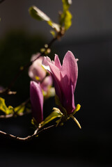 View of pink magnolia in the garden in the morning sunlight
