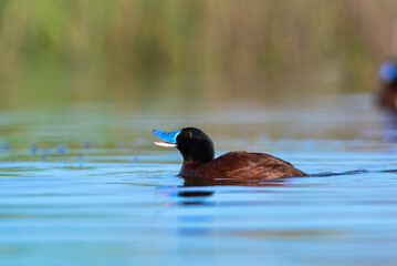  Lake Duck in Pampas Lagoon environment, La Pampa Province, Patagonia , Argentina.