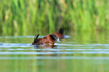  Lake Duck in Pampas Lagoon environment, La Pampa Province, Patagonia , Argentina.